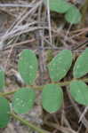 Spiked hoarypea